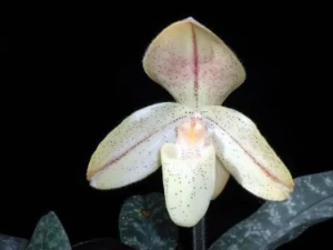 Bild von Paphiopedilum concolor var striatum 1